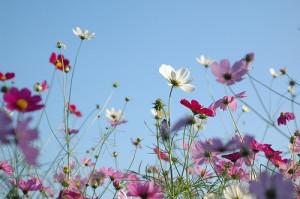 blue sky, cosmos, flower, flowers, leaving, nature, photography, pink ...