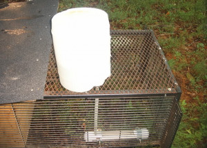 homemade chicken watering systems