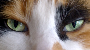 Cat Quotes from Care2 Cat Lovers » green cat eyes