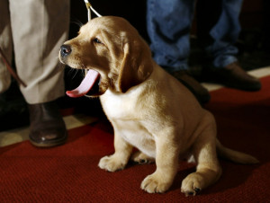 Dogs yawn in response to their owners' yawning, a University of Tokyo ...