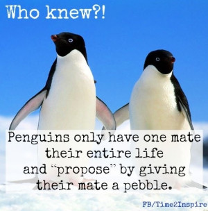 Penguin Love Quotes Penguin love quote via 