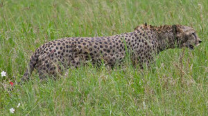 Predator Chasing Prey Cheetah! ... predator prey