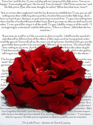 The Little Prince -- poem love text intense flower quote red rose ...