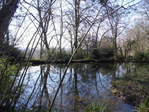 Photograph taken in Wayford Woods at 11 44 on 31 03 13