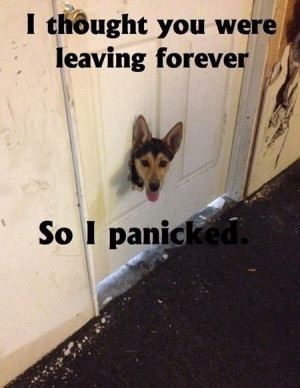Stupid Dog: I Thought You Were Leaving Forever