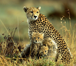 Baby cheetah photo