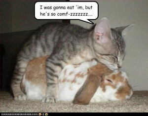 Funny Animals Captions Picture