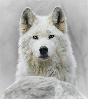 Furry and white and beautiful