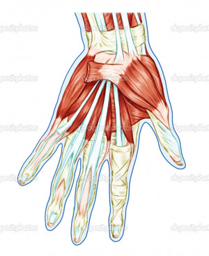 depositphotos_14626125-Anatomy-of-muscular-system--hand-palm-muscle ...