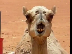 Funny Camel (38)