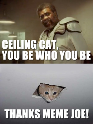 Ceiling Catjpg Picture