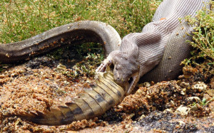 snake-v-crocodile_2840495k.jpg