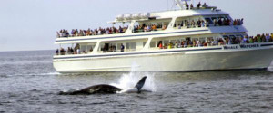 ... to do on Cape Cod Ma Attractions Whale Watching Cape Cod Railroad