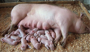 Post #76 of 196 (1484 views)