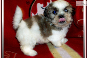 Shih-Chi Puppies for Sale