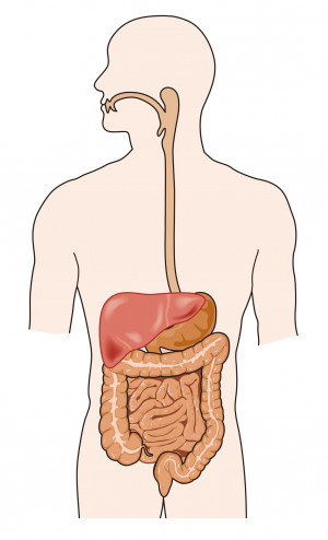 Gastrointestinal Tract