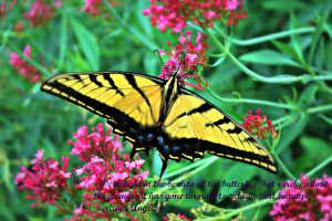 You can't read the quote very well so I will type it.)