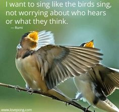 love # quotes song singing funny pictures mornings birds early bird ...
