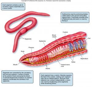 Sketch Earthworm Anatomy