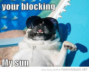 pug dog animal sunglasses pool blocking my sun funny pics pictures pic ...