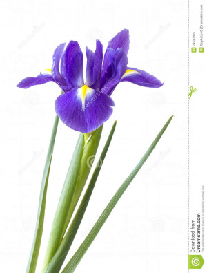 Dark Purple Iris Flowers