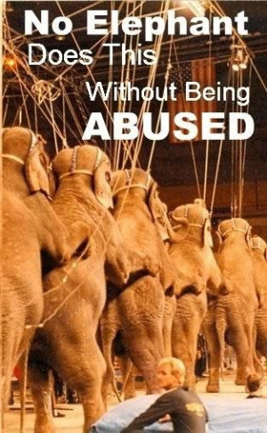 No elephant does this without being abused - #elephants #circus #abuse ...