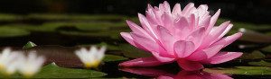 Home Sobre a Pousada Flor de Lotus Quartos Fotos Contato