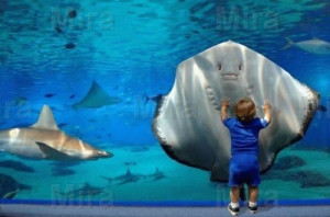 aquarium, child, feeling, funny, smile, sting ray, water
