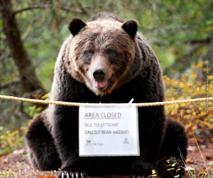 funny-pics-grizzly-bear-hazard.jpg