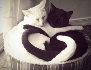 White cat, black cat, OR black and white cat?