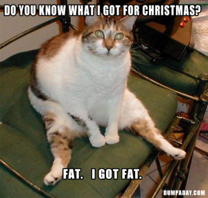 funny quotes, fat cat