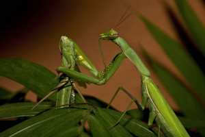 praying mantis the praying mantis is one of the most