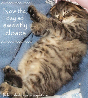 Sleepy kitty- cat quote of the week!