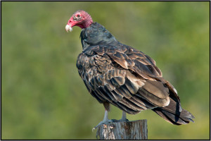 Birds Prey The Turkey Vulture