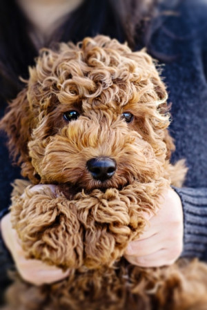 Cute Teddy Bear Goldendoodle Puppies