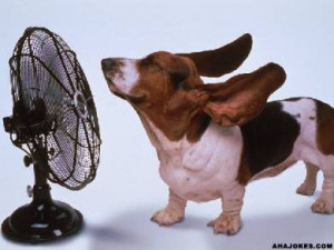 hot-summer-dog2