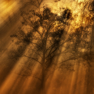 Autumn Morning Photography – Inspiring Words