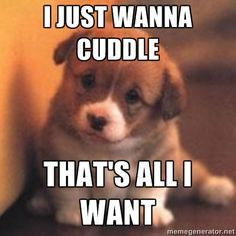 can i cuddle with you puppy meme – Google Search | best stuff