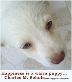 happy-dog-lucky-dog.jpg