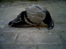 death dying pigeon