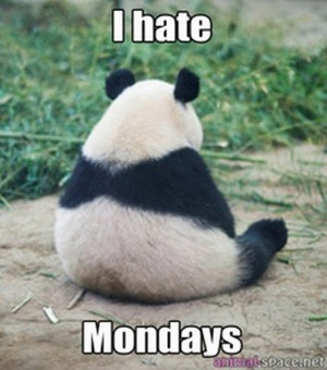 Funny Panda Memes Funny Panda Memes