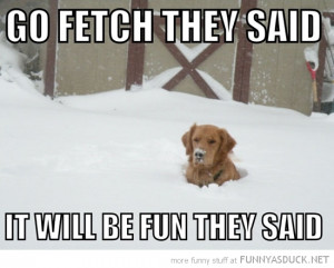 dog animal stuck snow go fetch the said fun funny pics pictures pic ...