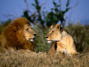 Lion and Lioness Mating Couple at Rest, Masai Mara National Reserve ...