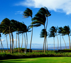 ... Weather, Hawaian Islands, Hawaii Travel, Palms Trees, Palm Trees