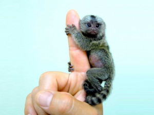 Finger monkey is the smallest existing true monkey