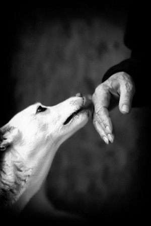 ... Show, Unconditional, Helpful Hands, Dogs Black And White, Animal Love