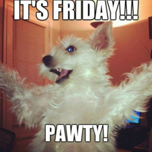 dog #party #lol #funny #true #haha #Friday #relatable