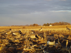 Goose Hunting Image