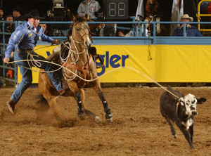 Tie Down Calf Roping