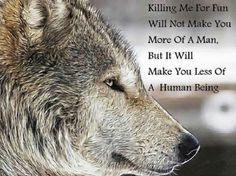 ... , Animal Cruelty, Animal Quotes, Beauty Animal, Hunting, Kill, Wolves